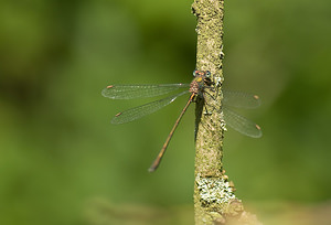 Chalcolestes viridis (Lestidae)  - Leste vert - Green Emerald Damselfly Nord [France] 20/09/2008 - 30m