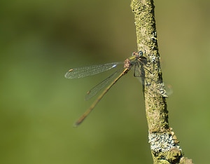 Chalcolestes viridis (Lestidae)  - Leste vert - Green Emerald Damselfly Nord [France] 20/09/2008 - 30m