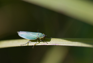 Cicadella viridis (Cicadellidae)  - Cicadelle verte - Green leafhopper Marne [France] 27/09/2008 - 170m