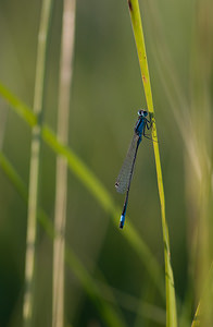 Ischnura elegans (Coenagrionidae)  - Agrion élégant - Blue-tailed Damselfly Marne [France] 27/09/2008 - 150m