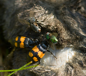 Nicrophorus vespilloides (Silphidae)  - Nécrophore imitateur Nord [France] 20/09/2008 - 20m