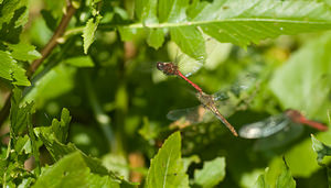 Sympetrum sanguineum (Libellulidae)  - Sympétrum sanguin, Sympétrum rouge sang - Ruddy Darter Nord [France] 20/09/2008 - 30m