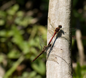 Sympetrum sanguineum (Libellulidae)  - Sympétrum sanguin, Sympétrum rouge sang - Ruddy Darter Nord [France] 20/09/2008 - 30m