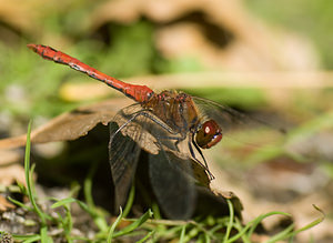 Sympetrum sanguineum (Libellulidae)  - Sympétrum sanguin, Sympétrum rouge sang - Ruddy Darter Nord [France] 20/09/2008 - 30m