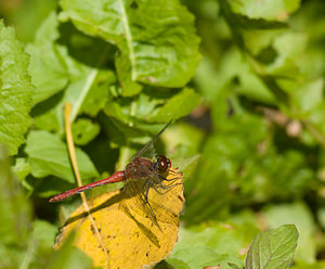 Sympetrum sanguineum (Libellulidae)  - Sympétrum sanguin, Sympétrum rouge sang - Ruddy Darter Nord [France] 20/09/2008 - 30m