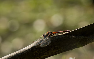 Sympetrum sanguineum (Libellulidae)  - Sympétrum sanguin, Sympétrum rouge sang - Ruddy Darter Nord [France] 20/09/2008 - 30m