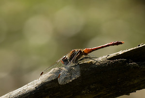 Sympetrum sanguineum (Libellulidae)  - Sympétrum sanguin, Sympétrum rouge sang - Ruddy Darter Nord [France] 20/09/2008 - 30m