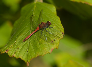 Sympetrum sanguineum (Libellulidae)  - Sympétrum sanguin, Sympétrum rouge sang - Ruddy Darter Nord [France] 20/09/2008 - 30m