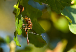 Vespa crabro (Vespidae)  - Frelon d'Europe, Frelon, Guichard - European Hornet Nord [France] 20/09/2008 - 30mapr?s l'avoir captur? en plein vol et tu? au sol ce frelon finit de d?couper un symptrum dans un ch?ne