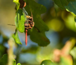 Vespa crabro (Vespidae)  - Frelon d'Europe, Frelon, Guichard - European Hornet Nord [France] 20/09/2008 - 30mapr?s l'avoir captur? en plein vol et tu? au sol ce frelon finit de d?couper un symptrum dans un ch?ne