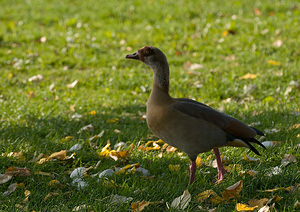 Alopochen aegyptiaca (Anatidae)  - Ouette d'Égypte, Oie d'Égypte - Egyptian Goose Nord [France] 11/10/2008 - 30m