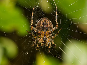 Araneus diadematus (Araneidae)  - Épeire diadème - Garden Spider Nord [France] 12/10/2008 - 40m