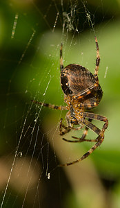 Araneus diadematus (Araneidae)  - Épeire diadème - Garden Spider Nord [France] 12/10/2008 - 40m
