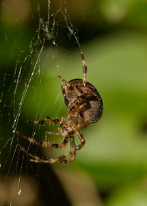 Araneus diadematus (Araneidae)  - Épeire diadème - Garden Spider Nord [France] 12/10/2008 - 40m