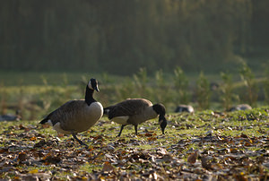 Branta canadensis (Anatidae)  - Bernache du Canada - Canada Goose Nord [France] 11/10/2008 - 20m