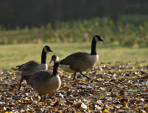 Branta canadensis (Anatidae)  - Bernache du Canada - Canada Goose Nord [France] 11/10/2008 - 20m