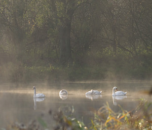 Cygnus olor (Anatidae)  - Cygne tuberculé - Mute Swan Nord [France] 18/10/2008 - 20m