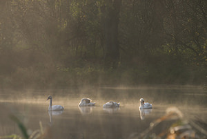 Cygnus olor (Anatidae)  - Cygne tuberculé - Mute Swan Nord [France] 18/10/2008 - 20m