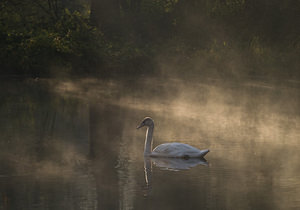 Cygnus olor (Anatidae)  - Cygne tuberculé - Mute Swan Nord [France] 18/10/2008 - 20mindividu juv?nile