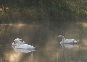 Cygnus olor (Anatidae)  - Cygne tuberculé - Mute Swan Nord [France] 18/10/2008 - 20m