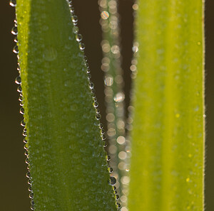 Gouttes d'eau (Divers)  Nord [France] 18/10/2008 - 20m