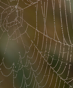 Gouttes d'eau (Divers)  Nord [France] 18/10/2008 - 20mCollier de perles?