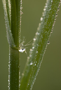 Gouttes d'eau (Divers)  Nord [France] 18/10/2008 - 20m