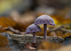 Laccaria amethystina (Hydnangiaceae)  - Laque améthyste - Amethyst Deceiver Nord [France] 18/10/2008 - 30m