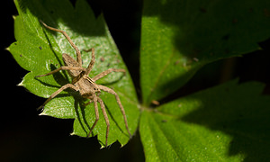 Pisaura mirabilis (Pisauridae)  - Pisaure admirable - Nursery Web Spider Nord [France] 12/10/2008 - 40m