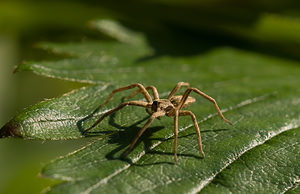 Pisaura mirabilis (Pisauridae)  - Pisaure admirable - Nursery Web Spider Nord [France] 12/10/2008 - 40m