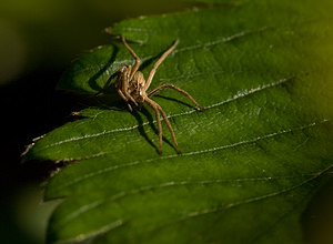 Pisaura mirabilis (Pisauridae)  - Pisaure admirable - Nursery Web Spider Nord [France] 12/10/2008 - 40m