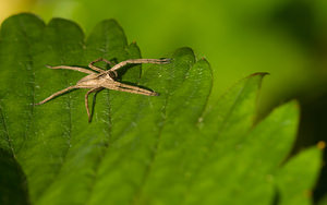 Pisaura mirabilis (Pisauridae)  - Pisaure admirable - Nursery Web Spider Nord [France] 12/10/2008 - 40m