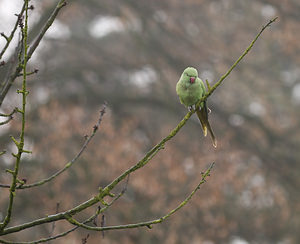 Psittacula krameri (Psittaculidae)  - Perruche à collier - Rose-ringed Parakeet Nord [France] 03/01/2009 - 40m