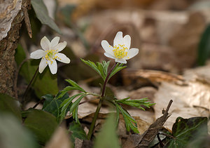 Anemone nemorosa (Ranunculaceae)  - Anémone des bois, Anémone sylvie - Wood Anemone Nord [France] 28/02/2009 - 60m