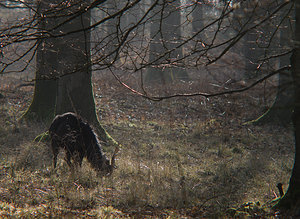 Cervus nippon (Cervidae)  - Cerf sika - Sika Deer Pas-de-Calais [France] 28/02/2009 - 110m