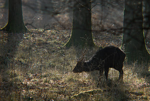 Cervus nippon (Cervidae)  - Cerf sika - Sika Deer Pas-de-Calais [France] 28/02/2009 - 110m