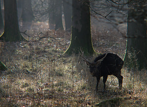 Cervus nippon (Cervidae)  - Cerf sika - Sika Deer Pas-de-Calais [France] 28/02/2009 - 110m