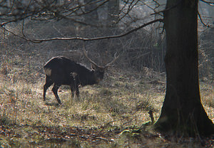 Cervus nippon (Cervidae)  - Cerf sika - Sika Deer Pas-de-Calais [France] 28/02/2009 - 110m
