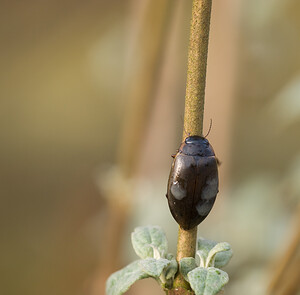 Dytiscus  (Dytiscidae)  Nord [France] 28/02/2009 - 50m