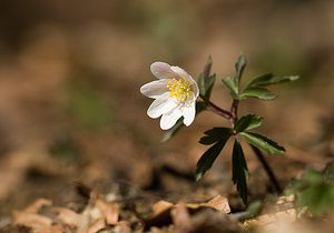 Anemone nemorosa (Ranunculaceae)  - Anémone des bois, Anémone sylvie - Wood Anemone Pas-de-Calais [France] 21/03/2009 - 110m