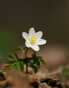 Anemone nemorosa (Ranunculaceae)  - Anémone des bois, Anémone sylvie - Wood Anemone Pas-de-Calais [France] 21/03/2009 - 110m