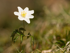 Anemone nemorosa (Ranunculaceae)  - Anémone des bois, Anémone sylvie - Wood Anemone Pas-de-Calais [France] 21/03/2009 - 160m