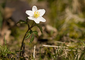 Anemone nemorosa (Ranunculaceae)  - Anémone des bois, Anémone sylvie - Wood Anemone Pas-de-Calais [France] 21/03/2009 - 160m