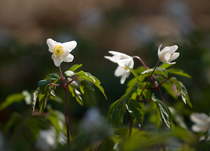 Anemone nemorosa (Ranunculaceae)  - Anémone des bois, Anémone sylvie - Wood Anemone Pas-de-Calais [France] 21/03/2009 - 140m