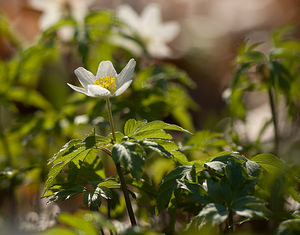 Anemone nemorosa (Ranunculaceae)  - Anémone des bois, Anémone sylvie - Wood Anemone Pas-de-Calais [France] 21/03/2009 - 170m