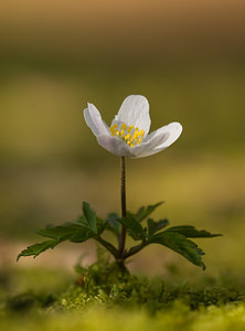 Anemone nemorosa (Ranunculaceae)  - Anémone des bois, Anémone sylvie - Wood Anemone Pas-de-Calais [France] 21/03/2009 - 170m