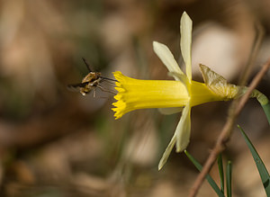 Bombylius major (Bombyliidae)  - Grand bombyle - Bee Fly Pas-de-Calais [France] 22/03/2009 - 110m