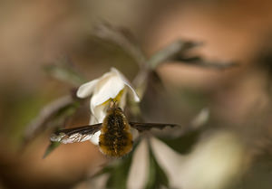 Bombylius major (Bombyliidae)  - Grand bombyle - Bee Fly Pas-de-Calais [France] 22/03/2009 - 110m