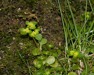 Chrysosplenium oppositifolium (Saxifragaceae)  - Dorine à feuilles opposées, Hépatique des marais - Opposite-leaved Golden-saxifrage Pas-de-Calais [France] 07/03/2009 - 120m