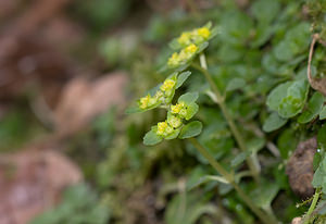 Chrysosplenium oppositifolium (Saxifragaceae)  - Dorine à feuilles opposées, Hépatique des marais - Opposite-leaved Golden-saxifrage Pas-de-Calais [France] 07/03/2009 - 120m